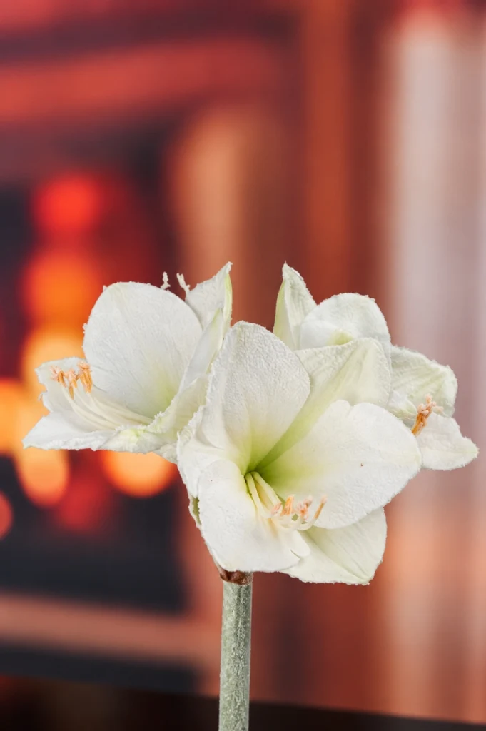Deko Amaryllis 70cm weiß mit Schnee