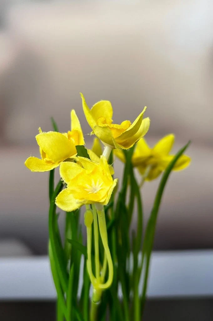 Frühlingsblüher gelb auf Grassockel