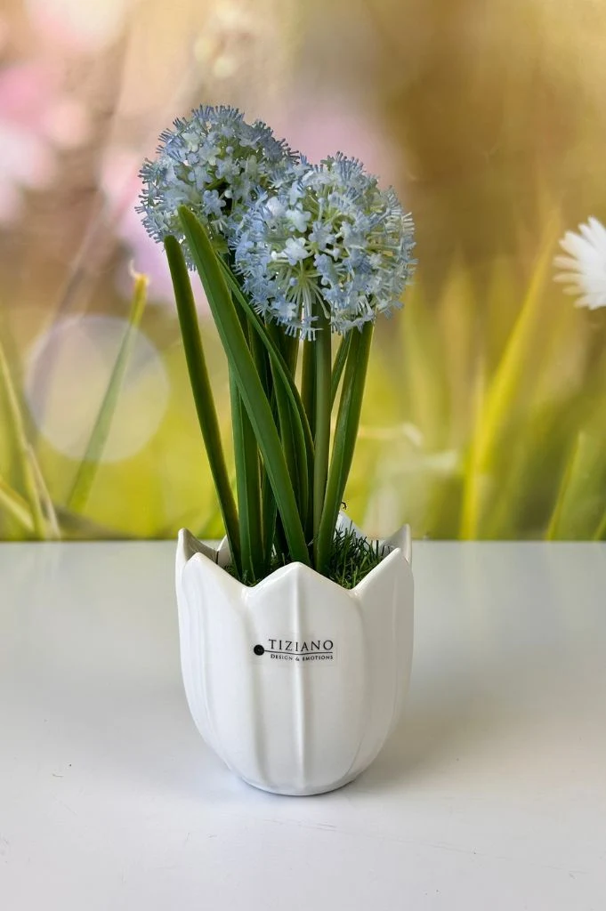 Allium blau auf Grassockel