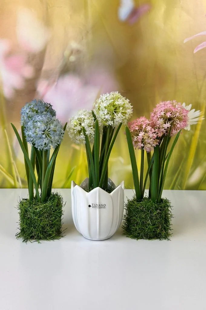 Allium blau auf Grassockel