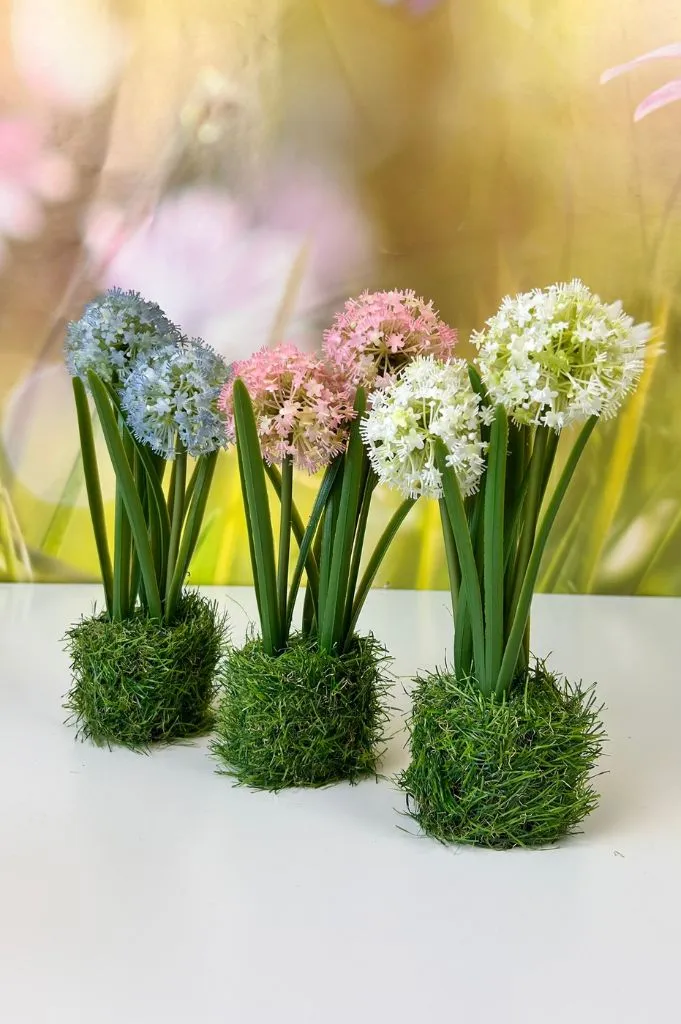 Allium rosa auf Grassockel