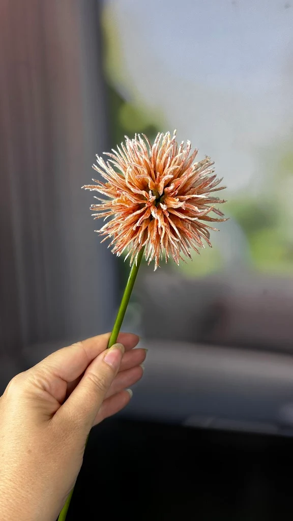 Allium orange