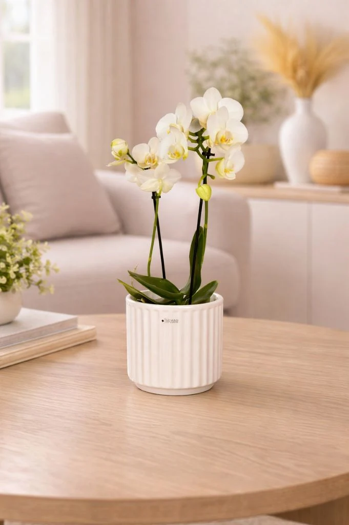 Kübel Torino creme-weiß
