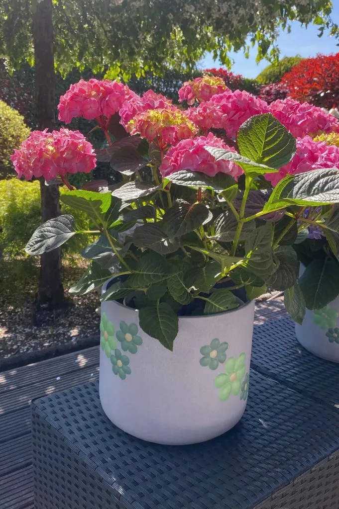 Kübel Villa grau mit grünen Blumen große Größen