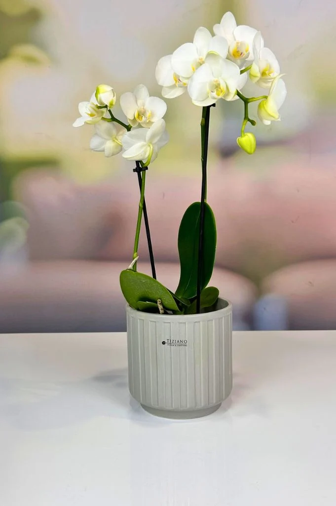 Orchideenkübel Riano in 3 Farbvarianten matt