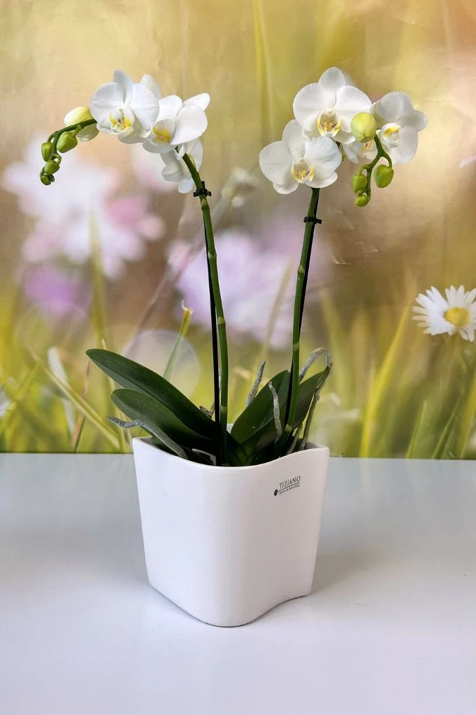 Orchideenkübel Napoli 12,5cm creme-weiß