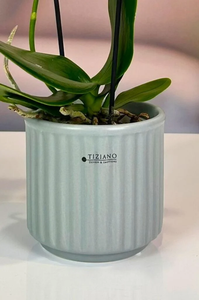 Orchideenkübel Torino 13cm grau matt