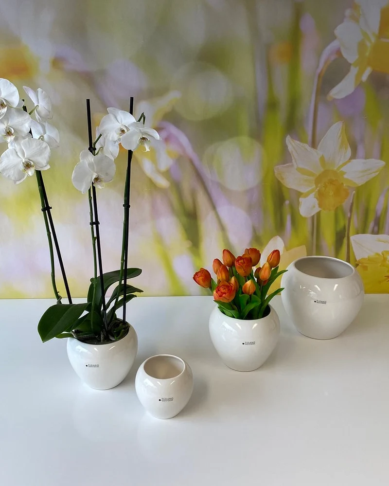 Kübel Ascona creme