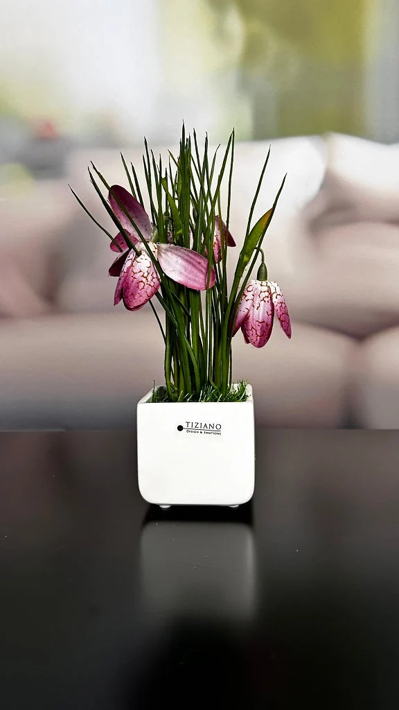 Schachbrettblume weiß oder pink