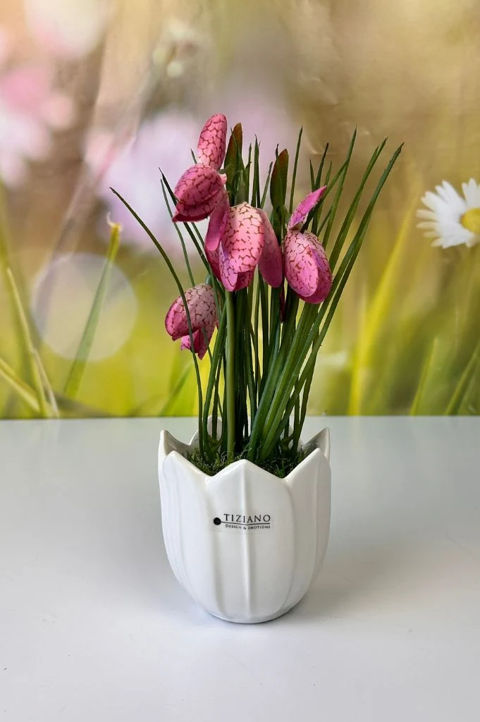 Schachbrettblume weiß oder pink