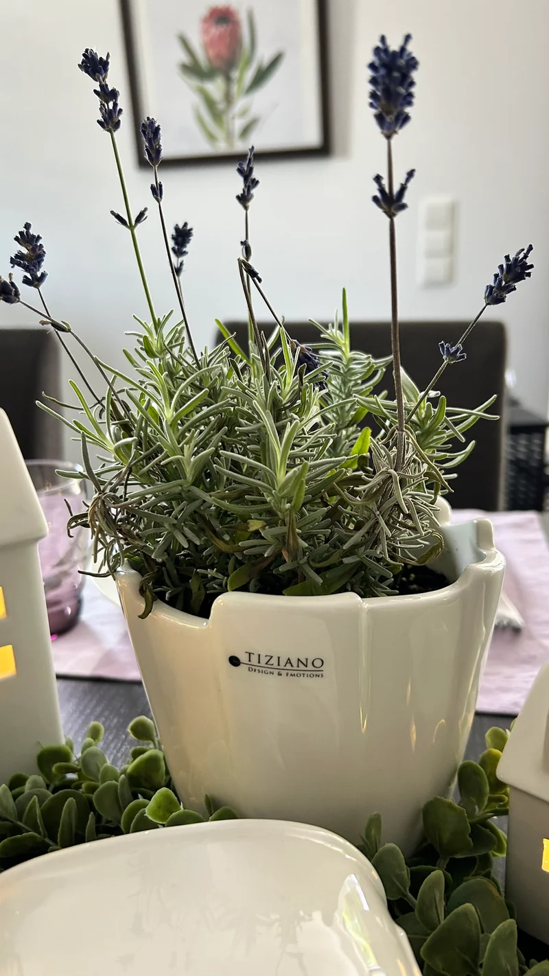 Orchideenkübel Mattina 15cm creme-weiß