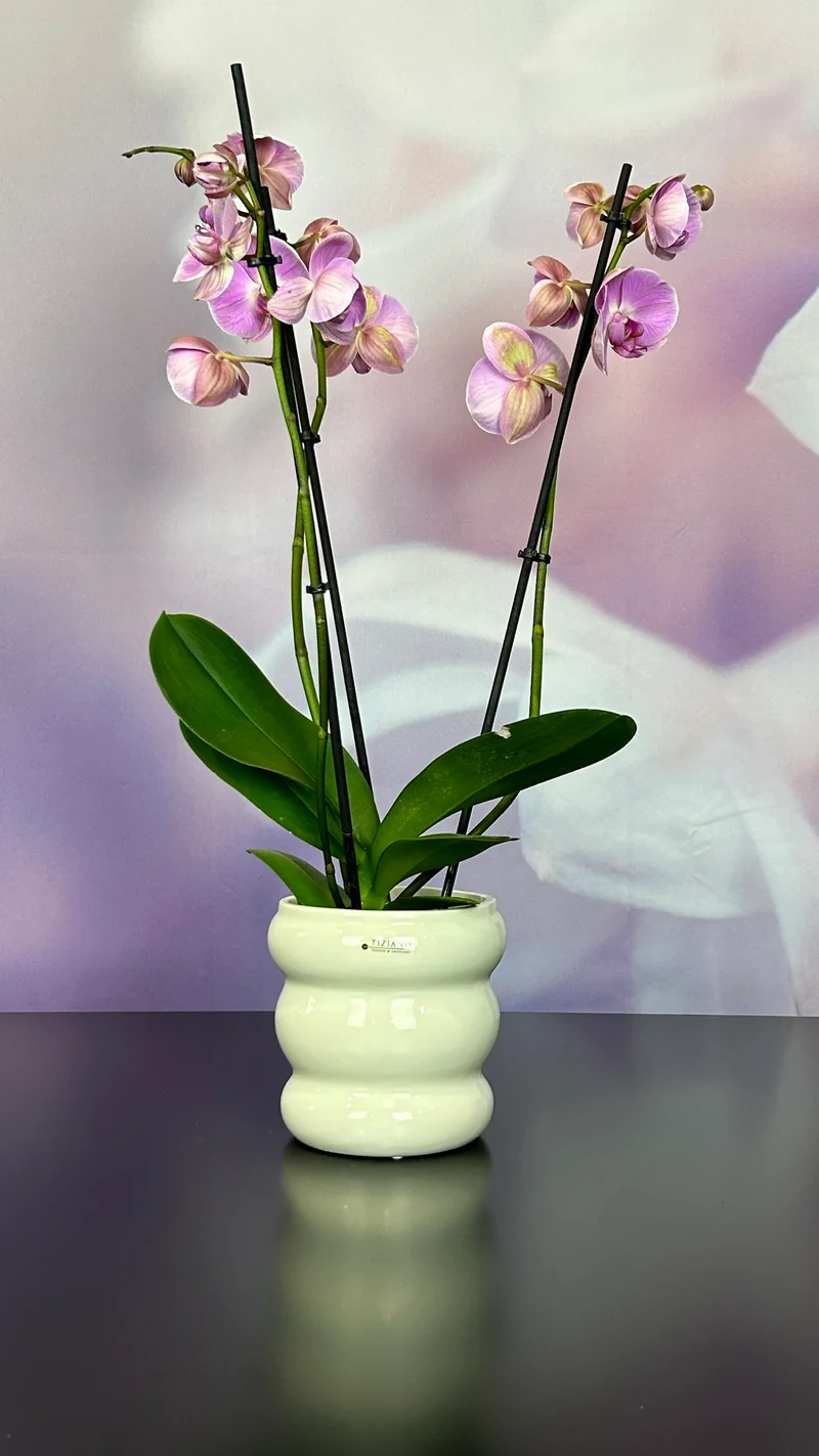 Kübel Ronda creme-weiß